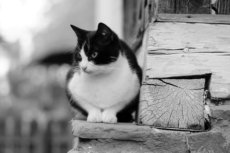 Black and White Cat