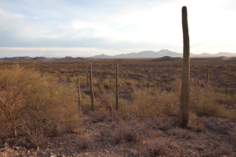Sonoran Desert National Monument