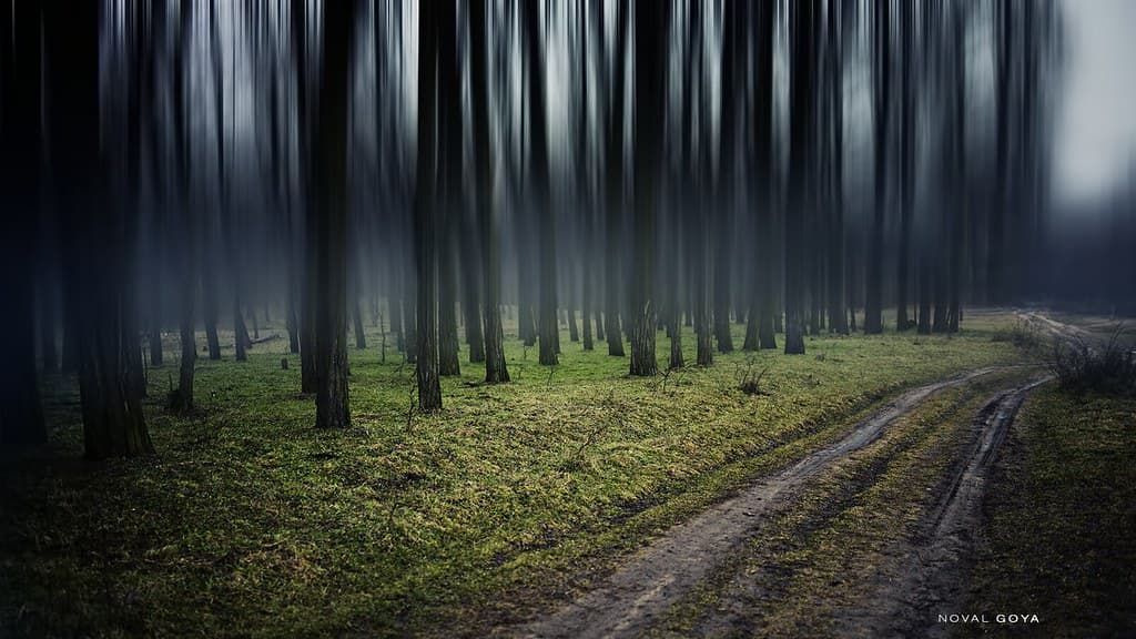 Forest