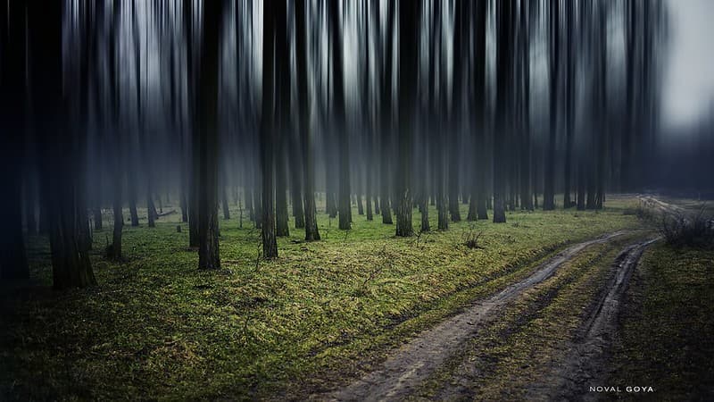 Forest