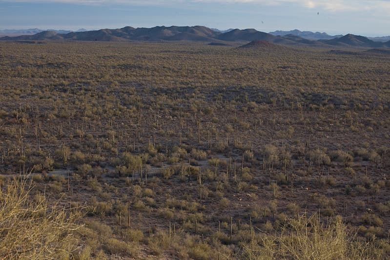 Sonoran Desert National Monument
