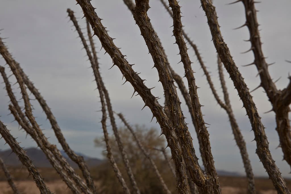 Sonoran Desert National Monument