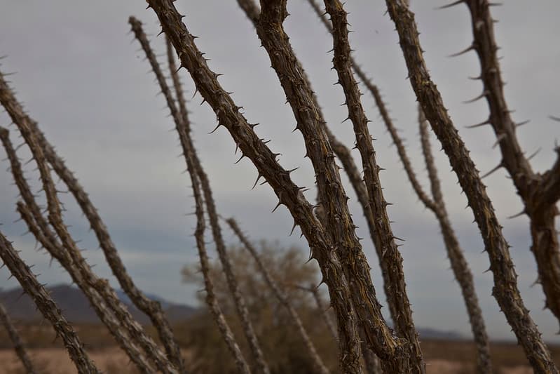Sonoran Desert National Monument