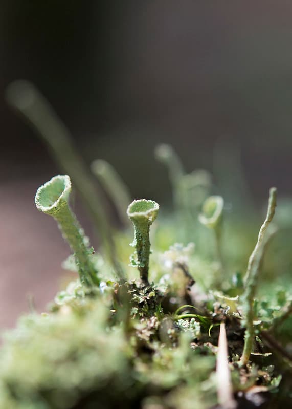 Forest Floor- Cup Lichen Closeup Careful