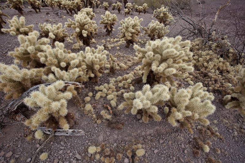 Sonoran Desert National Monument