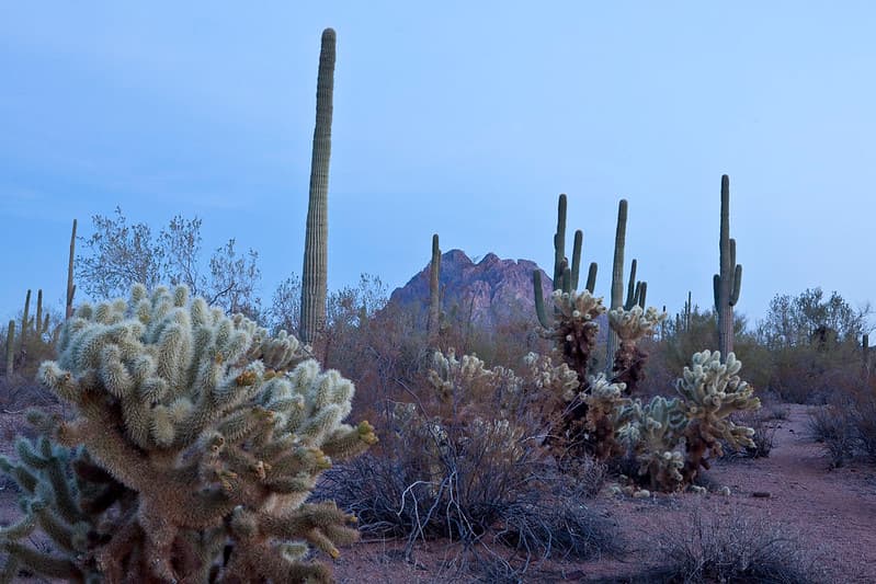 Ironwood Forest National Monument