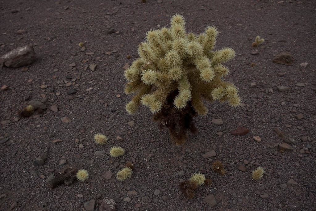 Sonoran Desert National Monument