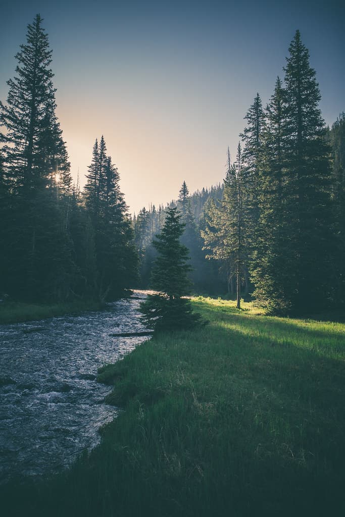 Peaceful Stream in Forest
