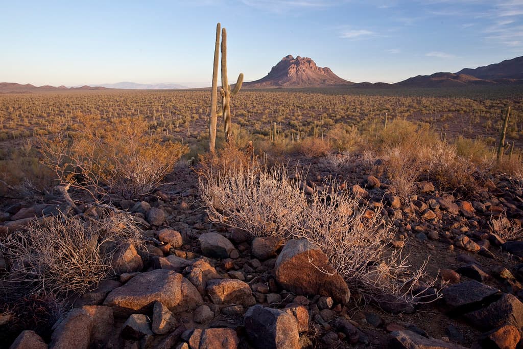 Ironwood Forest National Monument