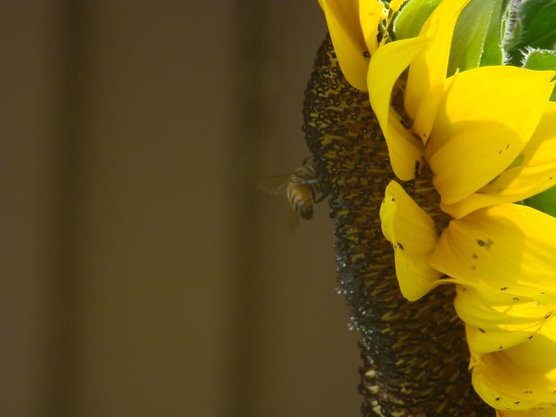 Bee ❤s Sunflower