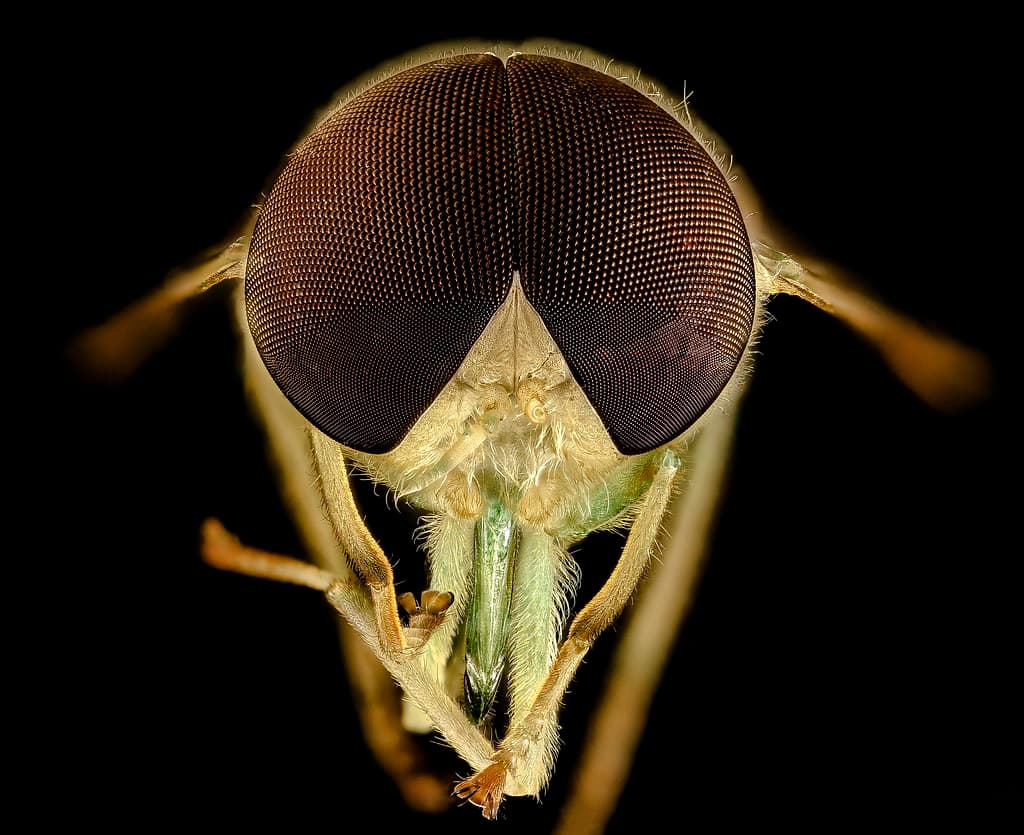 Animals, center, jacobschlorotabanus