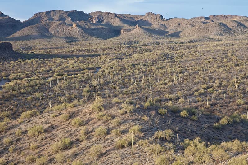 Sonoran Desert National Monument