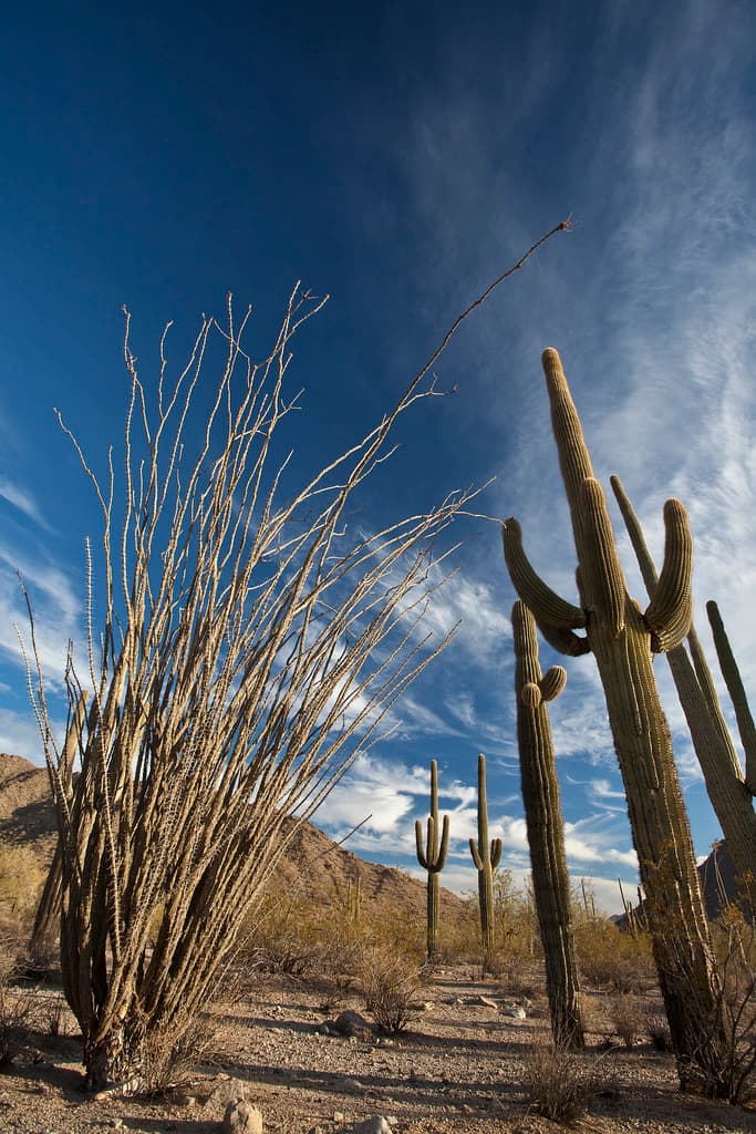 Sonoran Desert National Monument