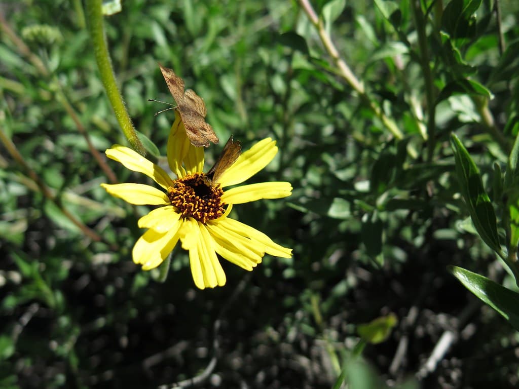 Bush Sunflower