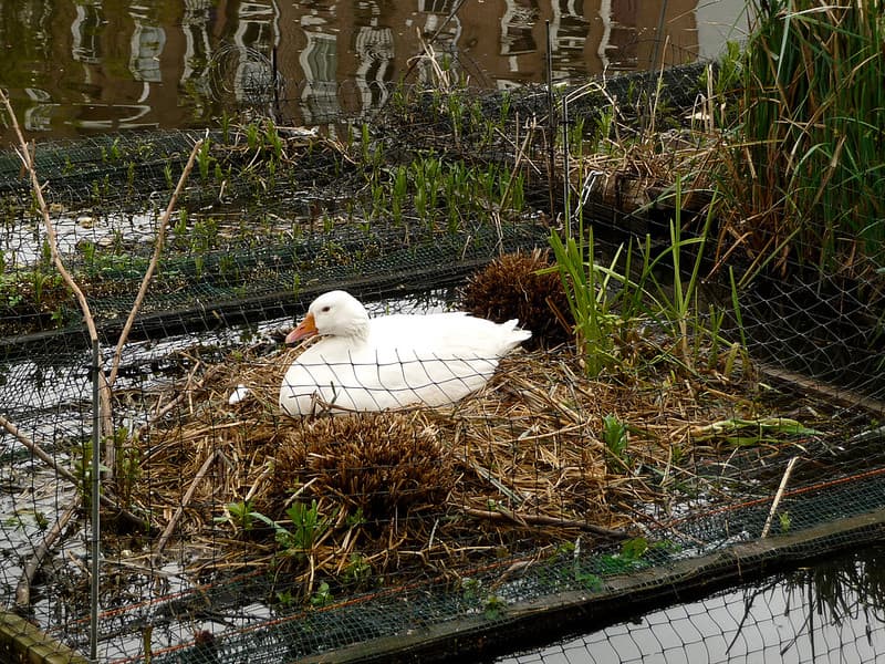Amsterdam, amsterdamcity, animals