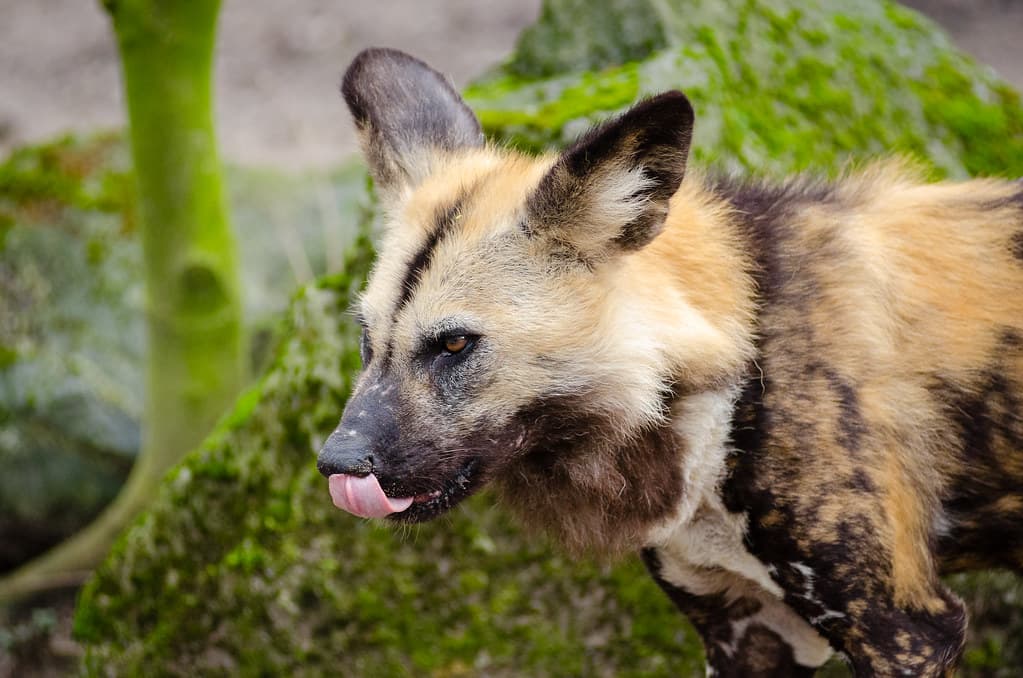 African wild dog