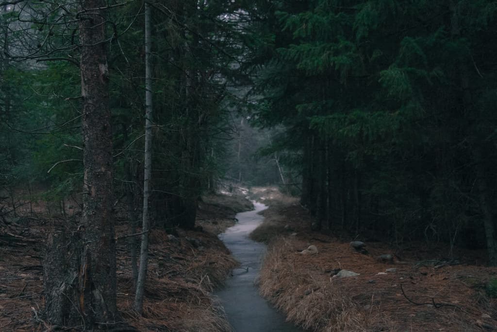 Stream in Forest at Dusk