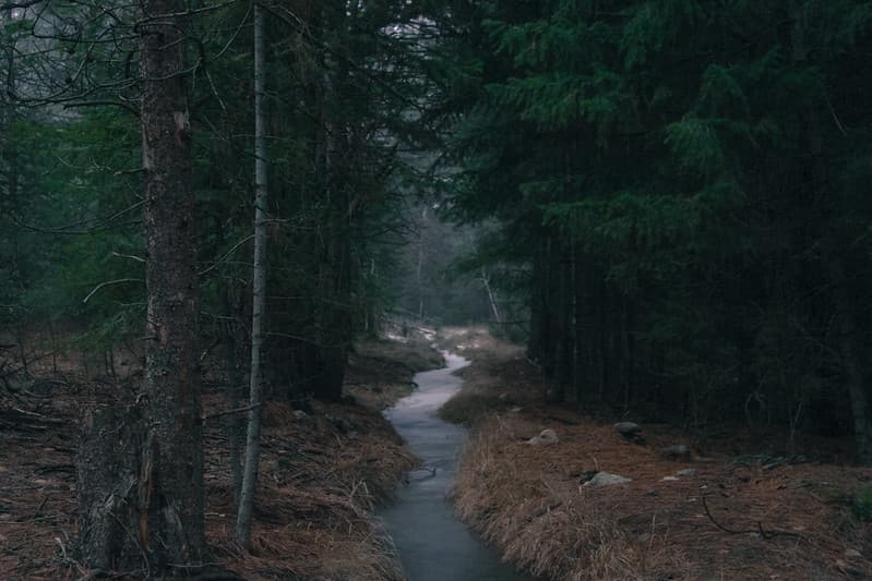 Stream in Forest at Dusk