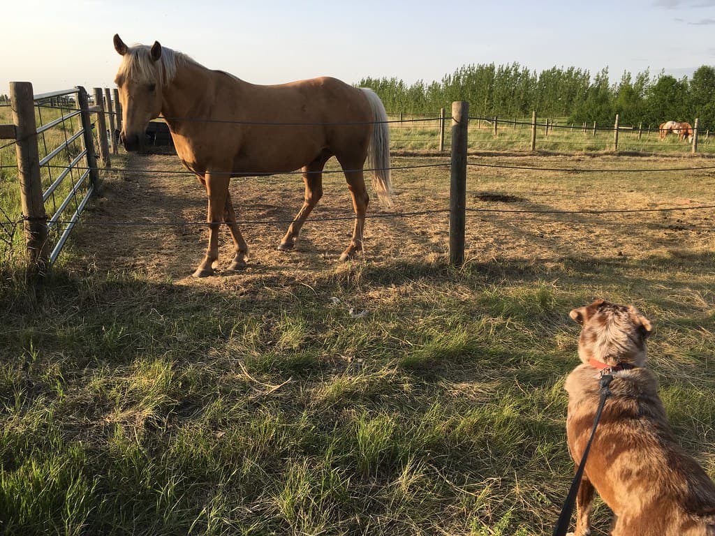 Hey Big Dog!