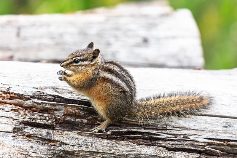 Least chipumk searches for food on a fallen tree