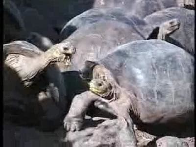 Giant Galapagos Tortoises, Island of Santa Cruz, Ecuador