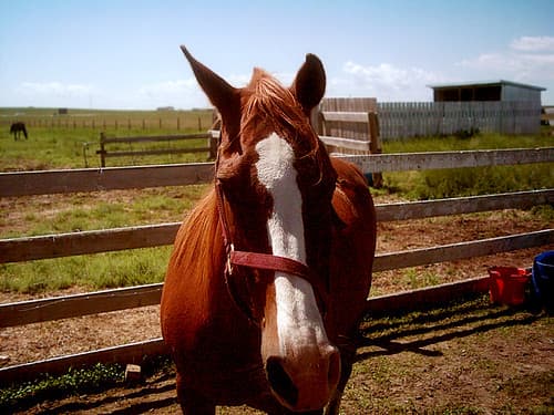 A horse