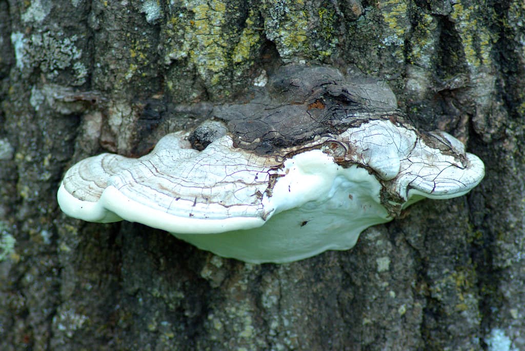 Bark, bracketfungus, brown