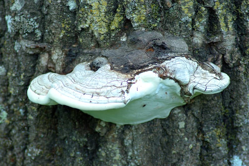 Bark, bracketfungus, brown