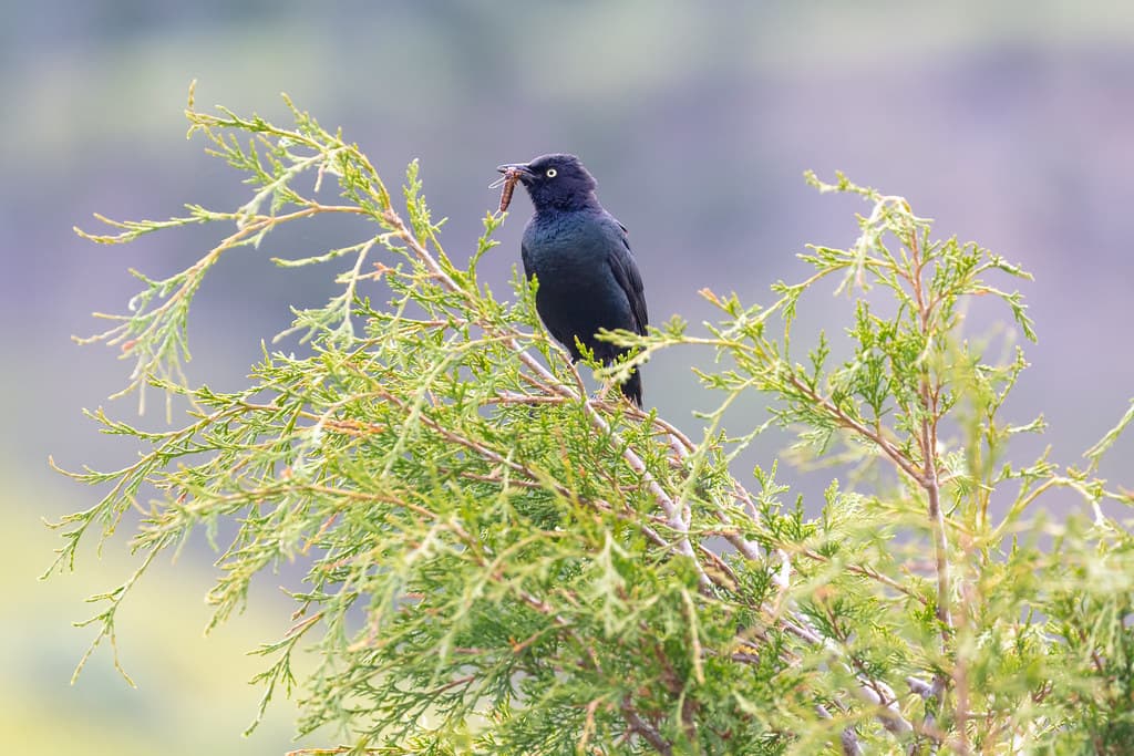 Bird, brewersblackbird, yellowstone