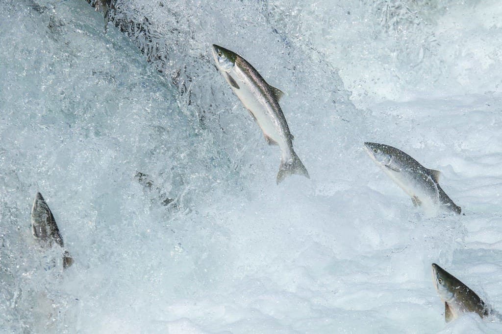 Alaska, blueback, fish