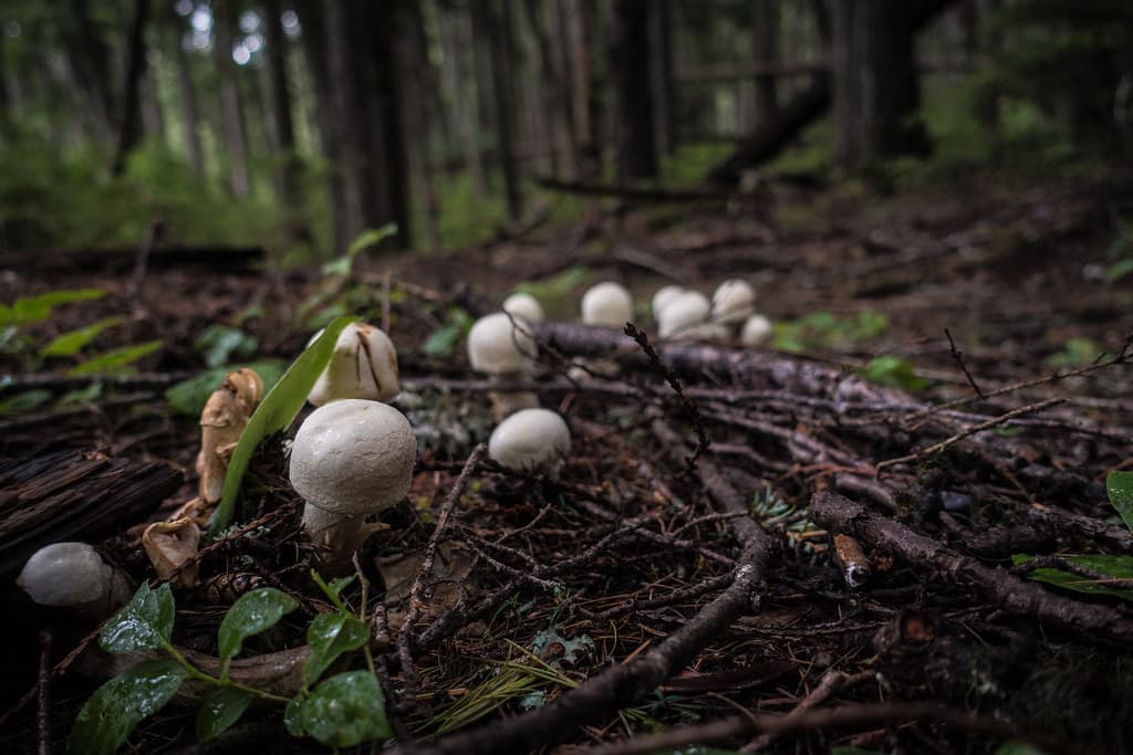 Mushrooms