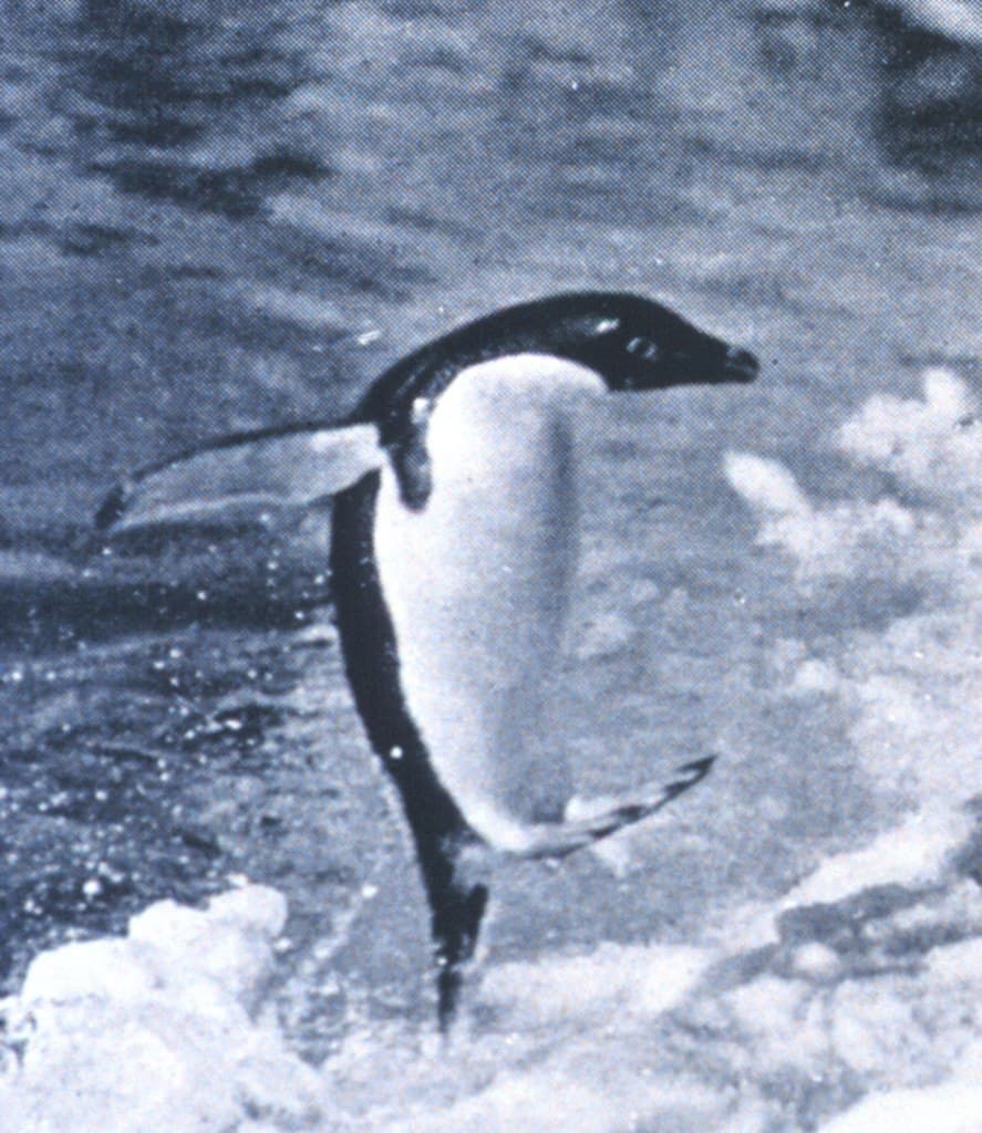 'Penguins Jumping Onto the Ice-foot,' 1913 by Dr. Levick (NOAA)