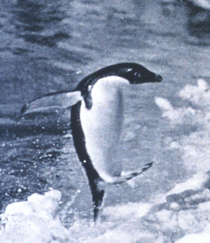 'Penguins Jumping Onto the Ice-foot,' 1913 by Dr. Levick (NOAA)