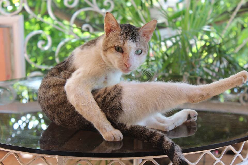 Cat