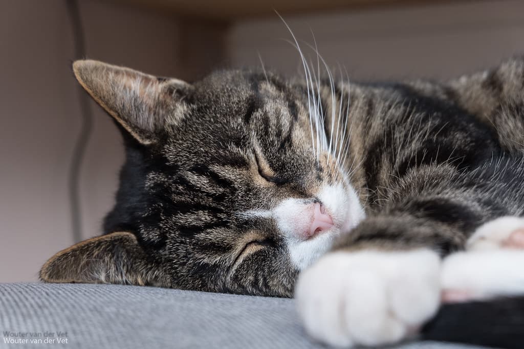 Cat nap