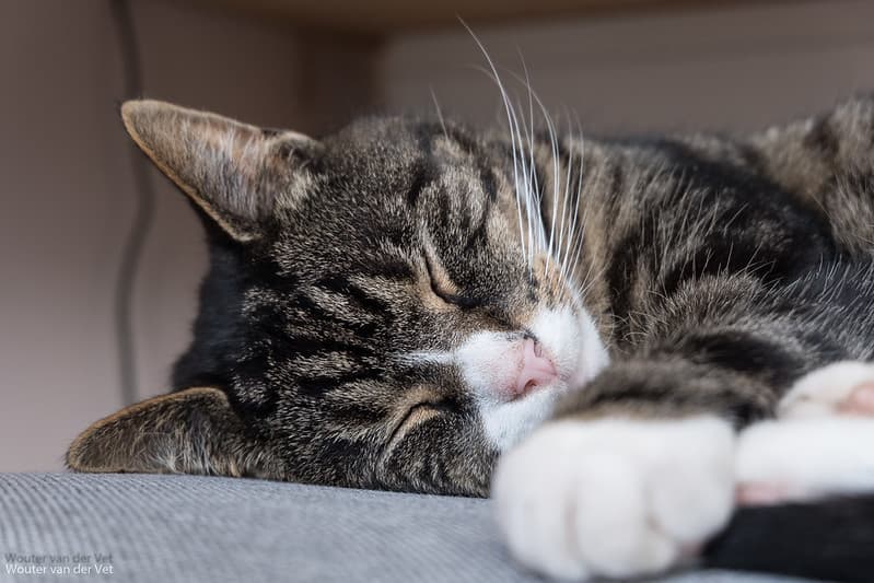Cat nap