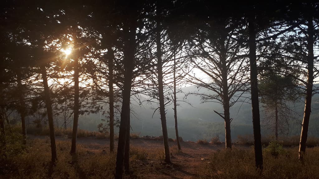 Forest