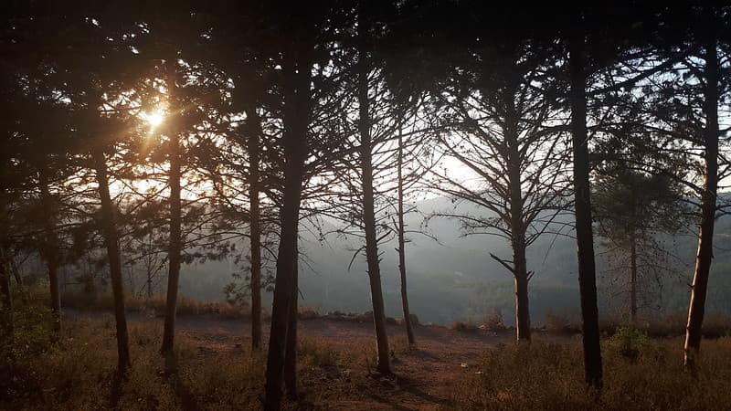 Forest