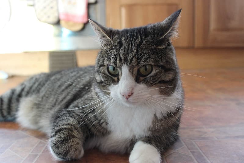 Cat, pet