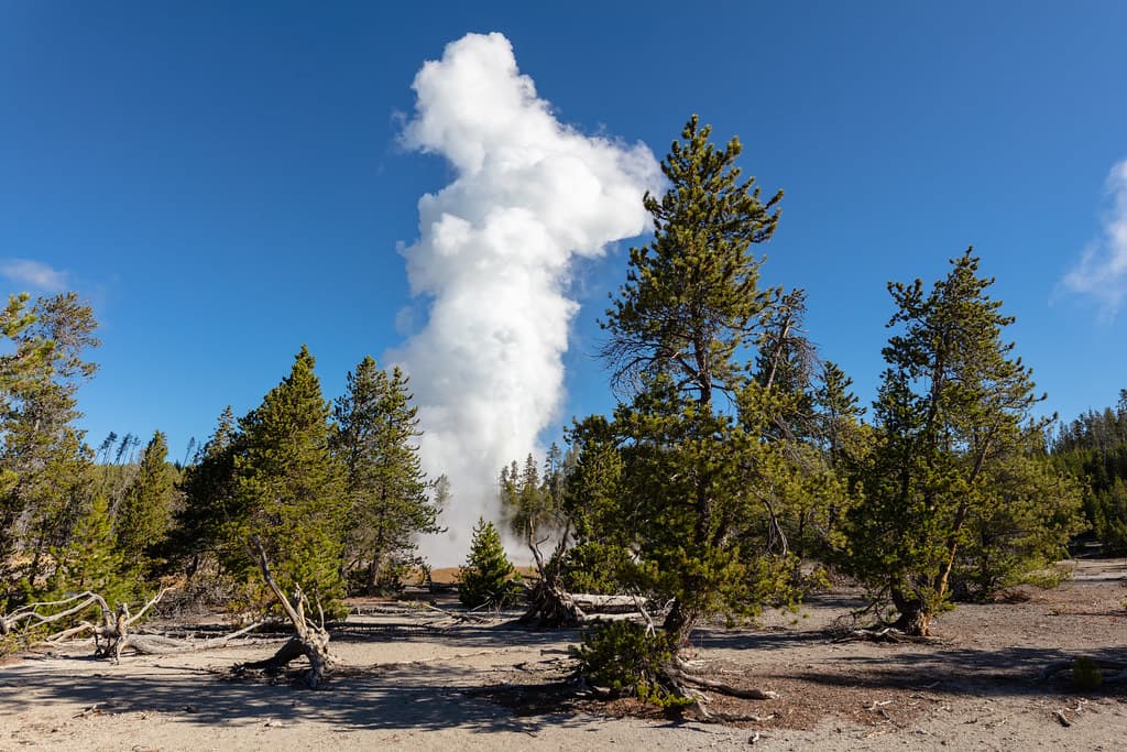 Steamboat Geyser eruption seen through the trees