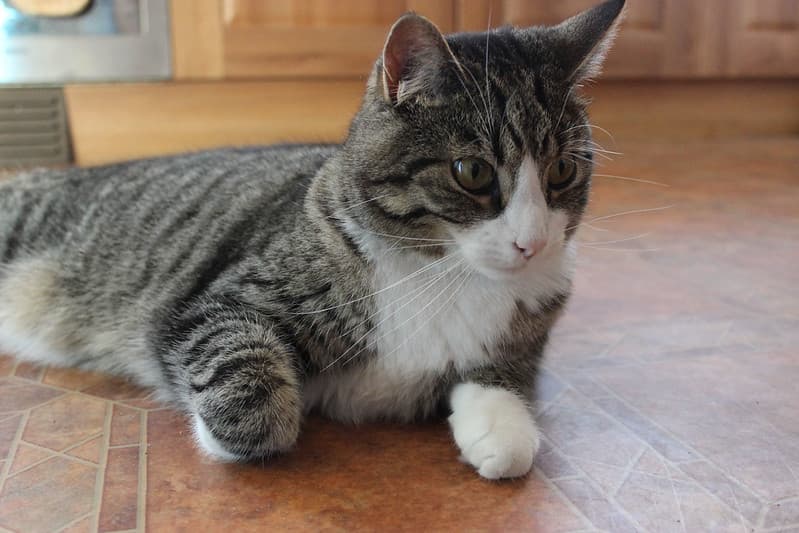 Cat, pet