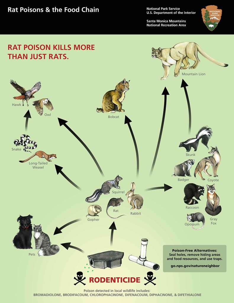 Rat Poisons & the Food Chain