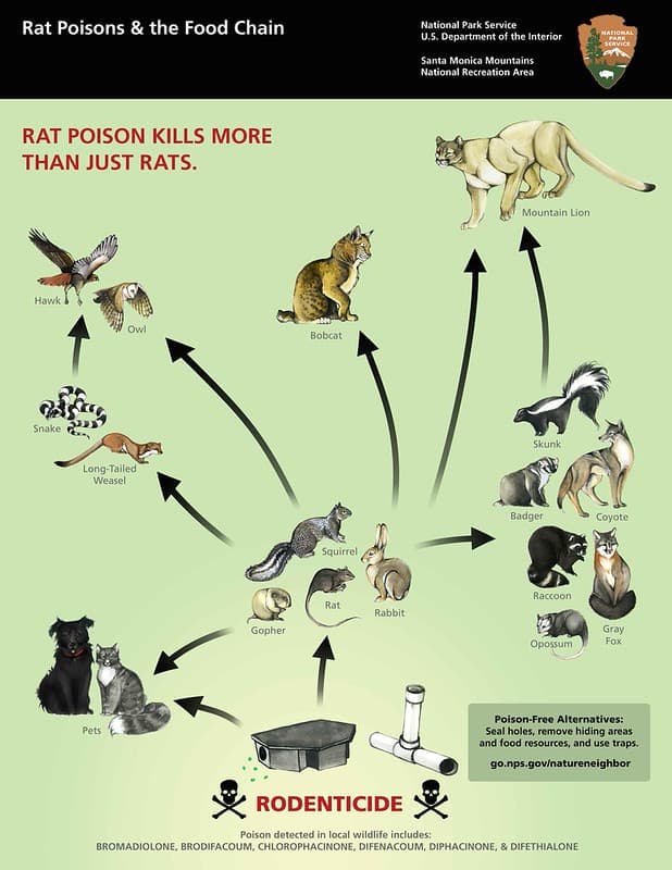 Rat Poisons & the Food Chain