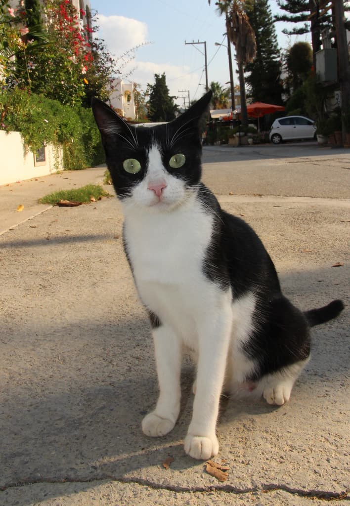 A Cretan Cat loving the flash