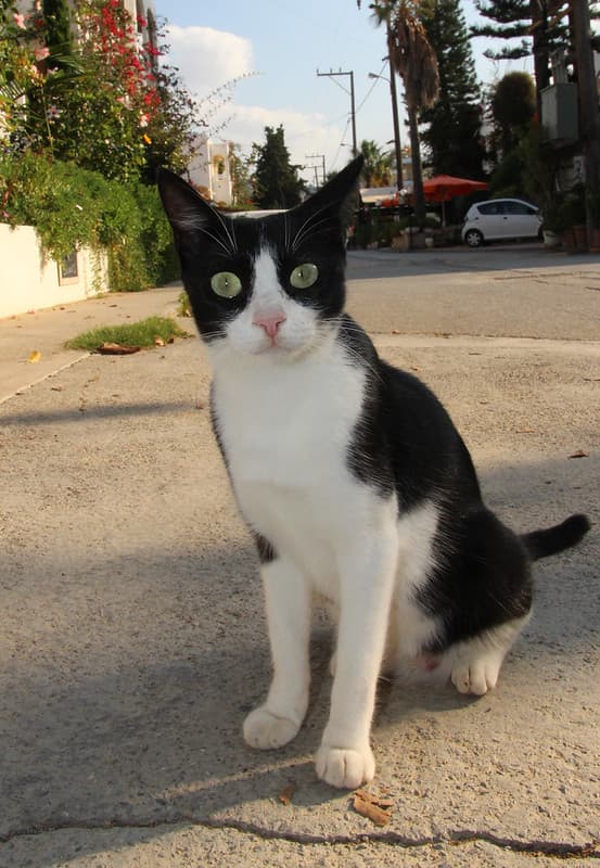 A Cretan Cat loving the flash