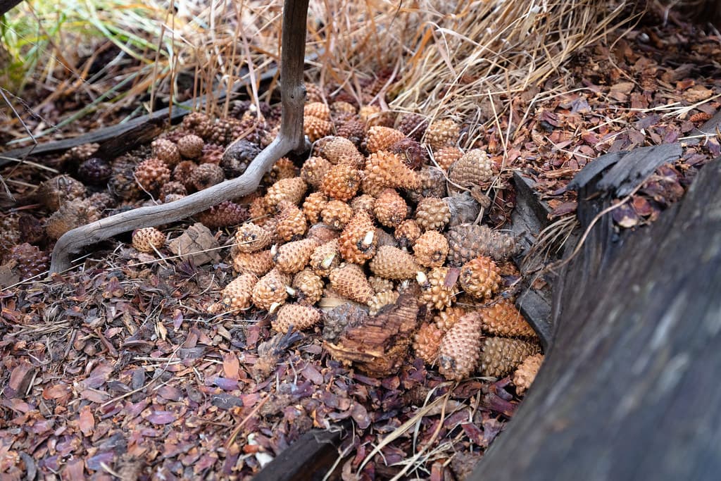 Red squirrel food cache and midden