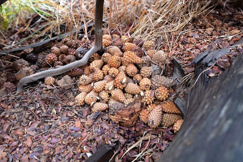 Red squirrel food cache and midden