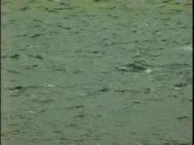 Penguins Demonstrate Swimming Skills, Antarctica