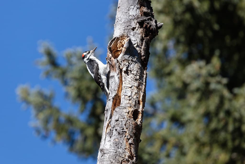 Birds, fall, hairywoodpecker