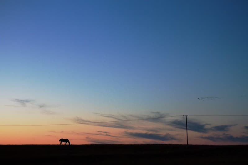 2018/365/268 Feeding on the Sunset